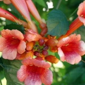Trumpet Vine Fast Growing, Hummingbird Attracting Flower - Seeds