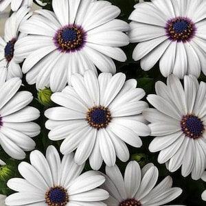 20 White African Daisy (Osteospermum 'Soprano White') seeds - Annual