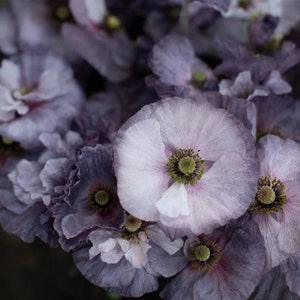 50+ Shirley Grey Poppies Seed (Papaver rhoeas)