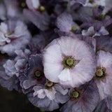 50+ Shirley Grey Poppies Seed (Papaver rhoeas)