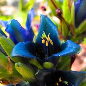 Sapphire Tower 'Puya Alpestris' Flower Seeds - 10 Rare Fresh Seeds