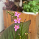 Jewels of Ophar (Talinum Paniculatum). 50 flower seeds for the garden. Ornamental flower seed.