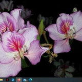 1 Tropical Purple Orchid Tree Seedling in one non woven pot ready to plant purple  tree hummingbird approved