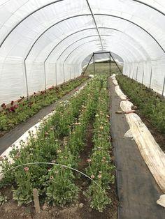 How we plant ranunculus and anemone ?? Flourish Flower Farm Flower Delivery