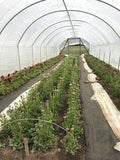 How we plant ranunculus and anemone ?? Flourish Flower Farm Flower Delivery