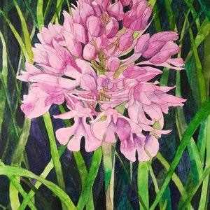 Wild orchid watercolour painting,pink orchid watercolor painting,pink orchid artwork,wild pink orchid art,pink orchid Wall decor,pink orchid