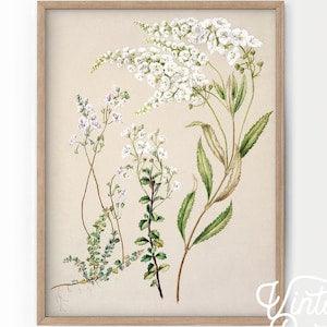 Floral Art Print, Floral Wall Art, Boho Art, Vintage Floral, Women Bedroom Decor, Nursery Vintage Plants, Gift for her, Fall Decor - 1
