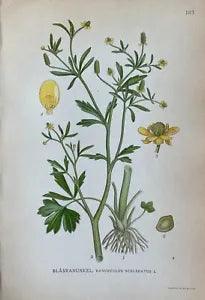 Antique Botanical Colored Print - Celery-leaf Buttercup - Ranunculus Sceleratus