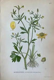 Antique Botanical Colored Print - Celery-leaf Buttercup - Ranunculus Sceleratus