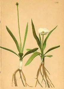 ALPENFLORA ALPINE FLOWERS: Ranunculus pyrenaeus L-Pyren?ischer Hahnenfuss;1897