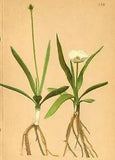 ALPENFLORA ALPINE FLOWERS: Ranunculus pyrenaeus L-Pyren?ischer Hahnenfuss;1897