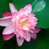 Sacred Lotus {Nelumbo nucifera} Organic Edible | Tropical Ornate Blooms | ZERO Waste plant | Sacred Flower | 5 seeds New!