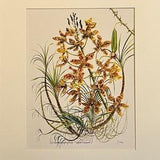 Tiger Orchid Print