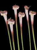Artificial pitcher plant stems, carnivorous flowers RUST CREAM