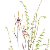 Australian Wildflowers Watercolour Original Vintage Print - Reaching Spider Orchid & Screw Fern - Unique Gift Garden Lovers - Botanical (18)