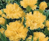 CARNATION GRENADIN YELLOW Dianthus Caryophyllus - 20  Seeds