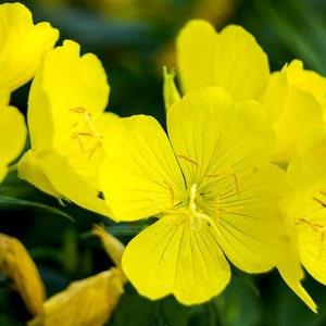 300+ Pcs Evening Primrose Flower Seed-OENOTHERA LAMARCKIANA- Annual Wildflower- Medicinal Benefits / (FL308)
