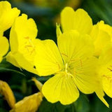300+ Pcs Evening Primrose Flower Seed-OENOTHERA LAMARCKIANA- Annual Wildflower- Medicinal Benefits / (FL308)