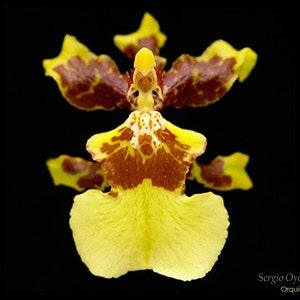 Oncidium sphacelatum yellow orchid-pansy orchid-dancing lady yellow orchid