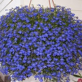 Edging Lobelia Pendula Cascade Blue Flowers 0.1g - 700 NON GMO Seeds - Lobelia Erinus