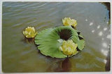 Iowa Amana Lily Lake Lotus Postcard