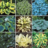 20pcs MIX Hosta Plantaginea Fragrant Plantain Seeds Fire And Ice Shade Lace