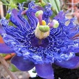 219 / seeds / 10 seeds Passion flower blue blue Passionflora Zaden Seeds Tohum seeds