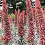 25 TOWER OF JEWELS Red Bugloss Echium Wildpretii Ruby Hummingbird Flower Seeds