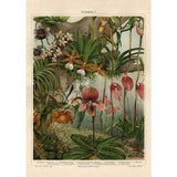 Orchid Fine Art Print - Antique Lithograph 1906 - Framed/Unframed