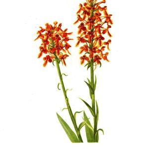 Original Vintage Wild Flowers of America botanical 2-sided print ??C Orange Plume & Ragged Orchid - Flowering Plants - unique gift