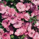 40 seeds Lavatera  Silver Cup Rose Mallow Seeds - annual