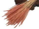 60 Pieces - 18-22" Dyed Pink Thousand Grass Reed Preserved Dried Botanical Decor