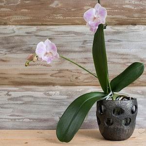 Unglazed pot with texture and decorative holes for orchid. Especially suitable for Moth orchids. Handmade black ceramic decorative planter.