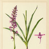 FRAGRANT ORCHID PRINT Vintage lithograph from 1953