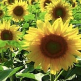 30 seeds / Peredovik Sunflower Seeds / / Certified Organic Sunflower Seeds / For Wildlife and  Birds / Black oil sunflower/ (#W20)