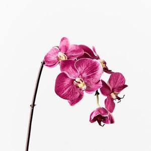 Artificial Fake Faux Real Touch Orchid Stem Phalaenopsis Fuchsia 51cm Tall High Quality Flowers on Wired Stem Realistic Petal Detail