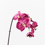 Artificial Fake Faux Real Touch Orchid Stem Phalaenopsis Fuchsia 51cm Tall High Quality Flowers on Wired Stem Realistic Petal Detail