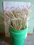 Dried Wheat bundle Fall decor farmhouse decorations wheat sheaf crafting #A