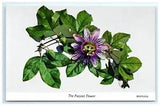 Postcard Bermuda Passion Flower Vintage 1964 Lili Perfume Factory Passiflora