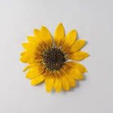 2PCS Real Pressed Dry daisy Flower, Large yellow Flower Head for art FSS42
