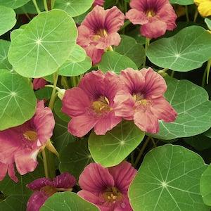 PURPLE EMPEROR NASTURTIUM Tropaeolum majus, 5 Large Seeds