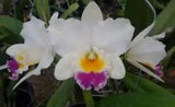 Cattleya orchid Rlc Shinfong 'little boy' Comes in 2