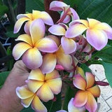 No 207 Frangipani scented plants 1 seeds Zaden Colorplants Seed Plumeria Seeds Fioidea Frangipani Seeds Plumeria