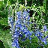 50 Seeds-  Veronica Teucrium Seeds-Saw-leaved speedwell- Royal Blue Speedwell-Austriaca-PV262-Austrian speedwell-Great Perennial!