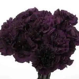 30+ Fragrant Carnation King of Blacks Perennial Flower Seeds