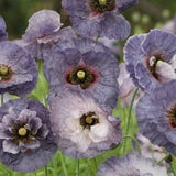50+  seeds / Amazing Grey Poppy Seeds / Papaver rhoeas / Delicate Lovely Flower/ Cottage Garden Flower/ (#W24B)