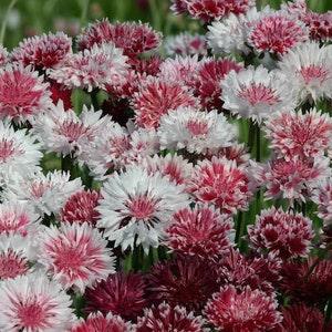 Classic Romantic Bachelor Button Seeds