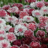 Classic Romantic Bachelor Button Seeds