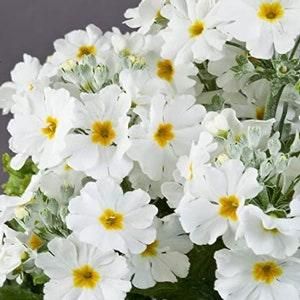 40 seeds organic Fairy Primrose Seeds - White