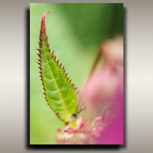 Pacific Northwest Plant Photo - 12"x18" Spikey Green Plant Leaf Print from Vancouver Island, BC for Tree Hugger and Plant Lover Home Decor
